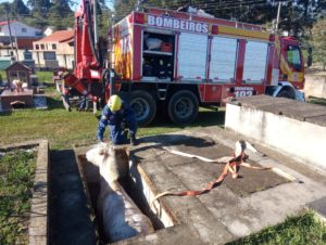 Cavalo cai dentro de túmulo em Santa Catarina