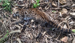 Gato-do-mato é encontrado atropelado na SC 110