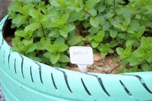 Vagas abertas para o curso de Plantas Medicinais em Jaraguá do Sul