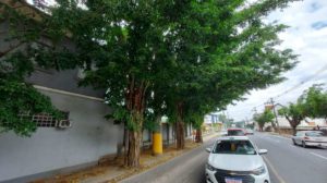 Árvores com risco de queda na Epitácio serão cortadas