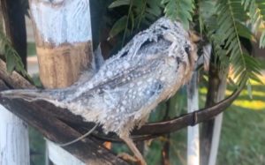 Pássaro é encontrado congelado no Paraná