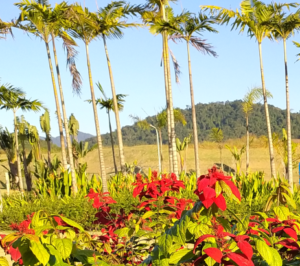 1º Concurso Cultural de Jardins Rurais premiará campeão com R$ 1,5 mil em Jaraguá do Sul