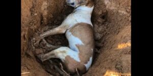 Cachorro morre envenenado em Massaranduba e comunidade se revolta
