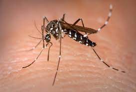 Confirmado o primeiro caso de dengue em Jaraguá do Sul