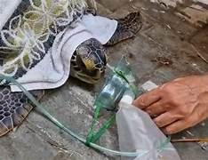 Tartaruga afogada é salva após receber oxigênio em equipamento usado em humanos em Balneário