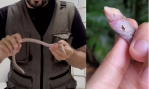 Cobra-de-duas-cabeças é capturada em clínica de Jaraguá