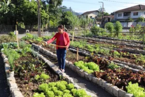 Jaraguá do Sul tem 55 hortas comunitárias em 22 bairros