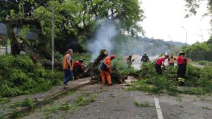 Vento forte derruba árvore no Centro de Jaraguá do Sul nesta quinta-feira (24)