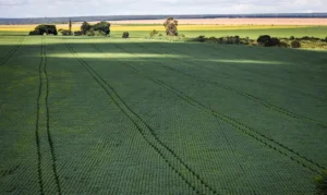 Em menos de quatro décadas, área destinada à soja cresce nove vezes